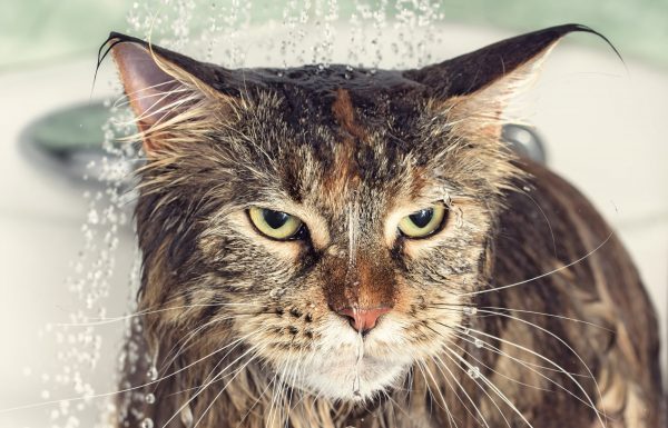 למה חתולים לא אוהבים מים