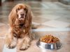 מה מותר לתת לכלבים לאכול ומה לא?