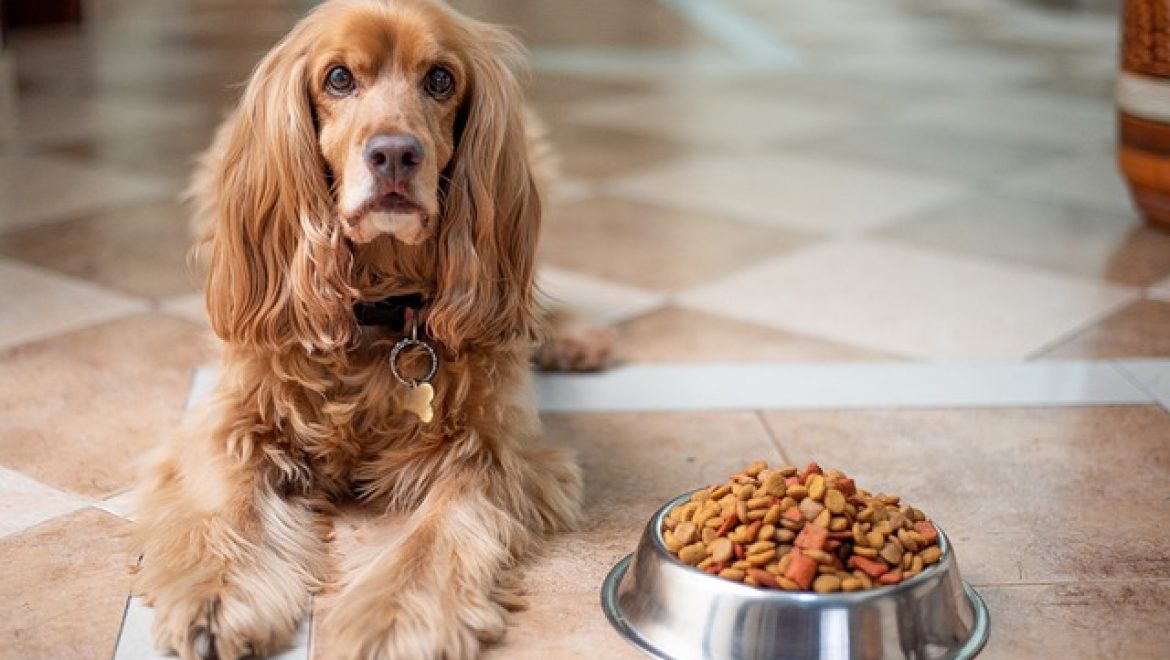מה מותר לתת לכלבים לאכול ומה לא?