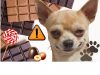 מה קורה לכלבים אם הם אוכלים שוקולד?