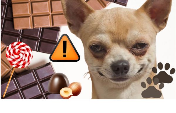 מה קורה לכלבים אם הם אוכלים שוקולד?